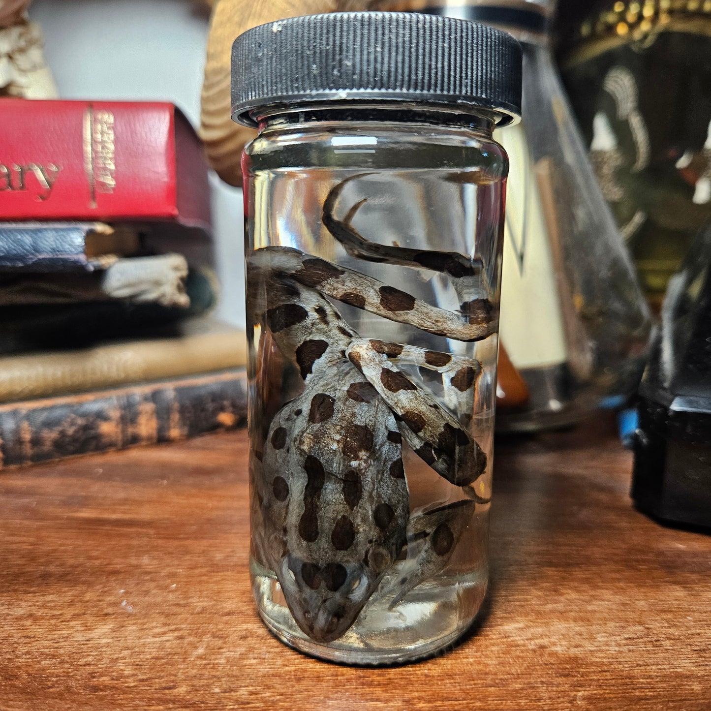 Leopard frog wet specimen