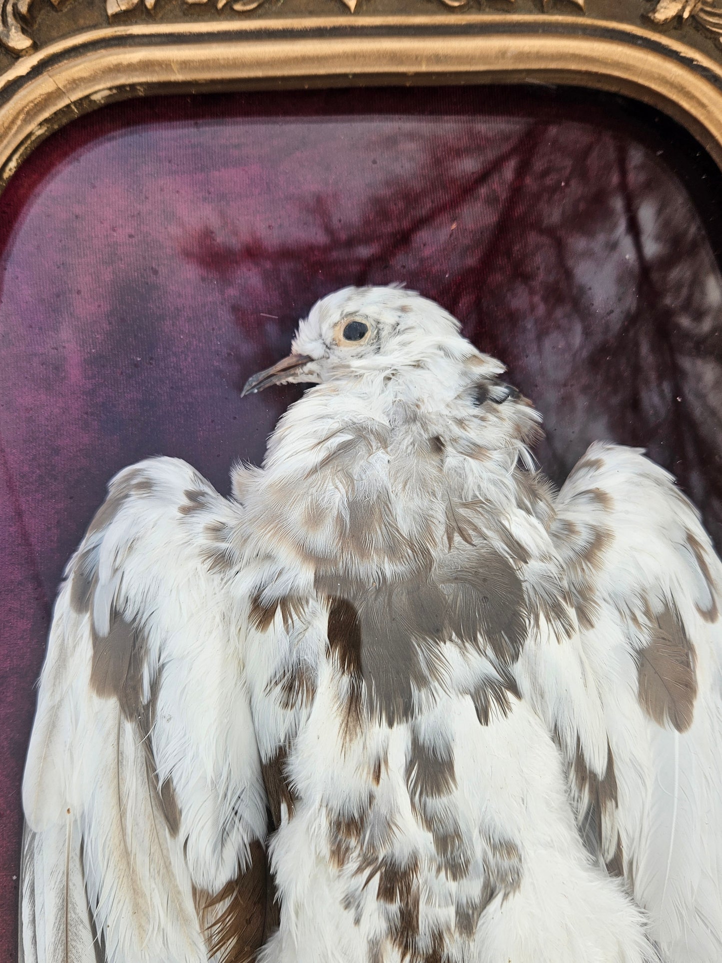 Ring-necked dove