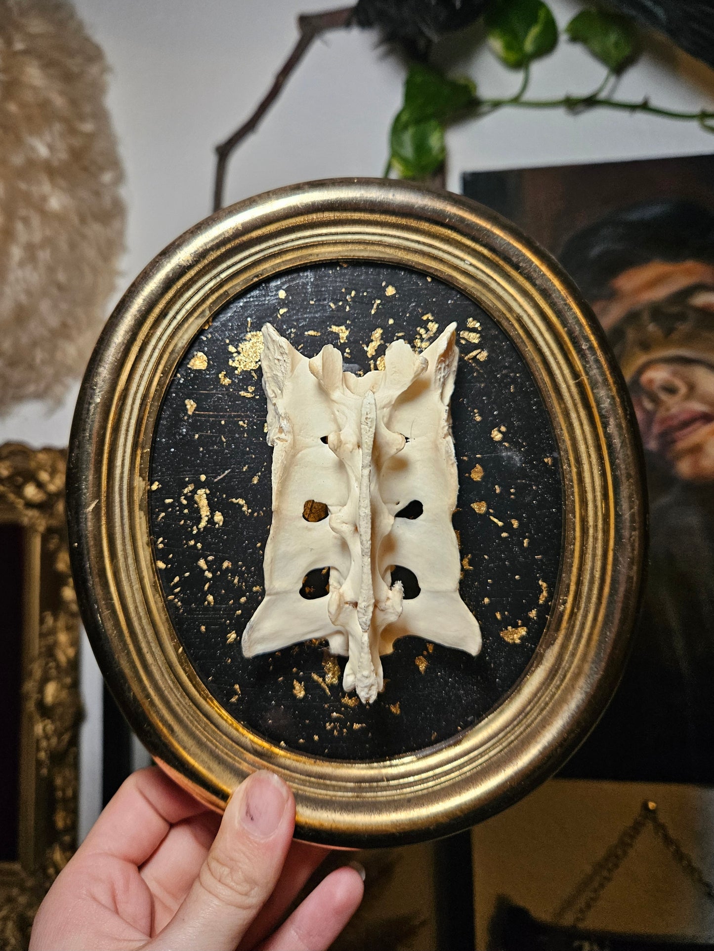 Gold Flake Beaver Sacrum