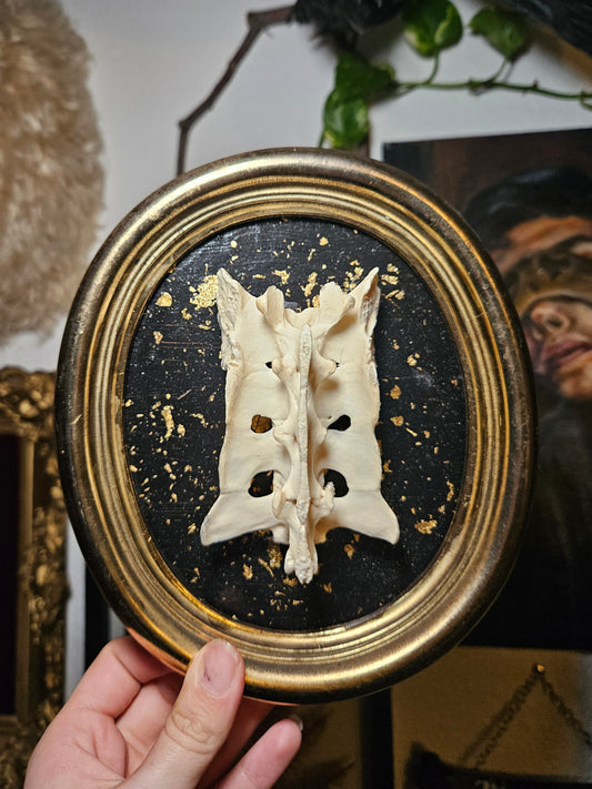 Gold Flake Beaver Sacrum