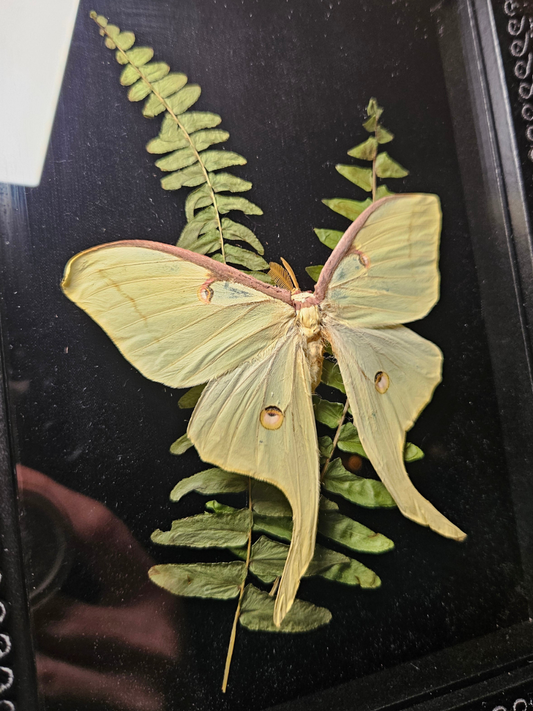Luna moth