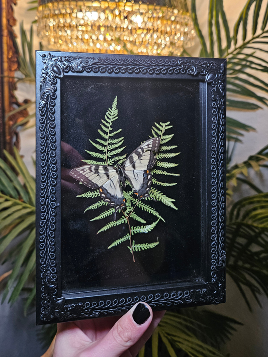 Tiger swallowtail