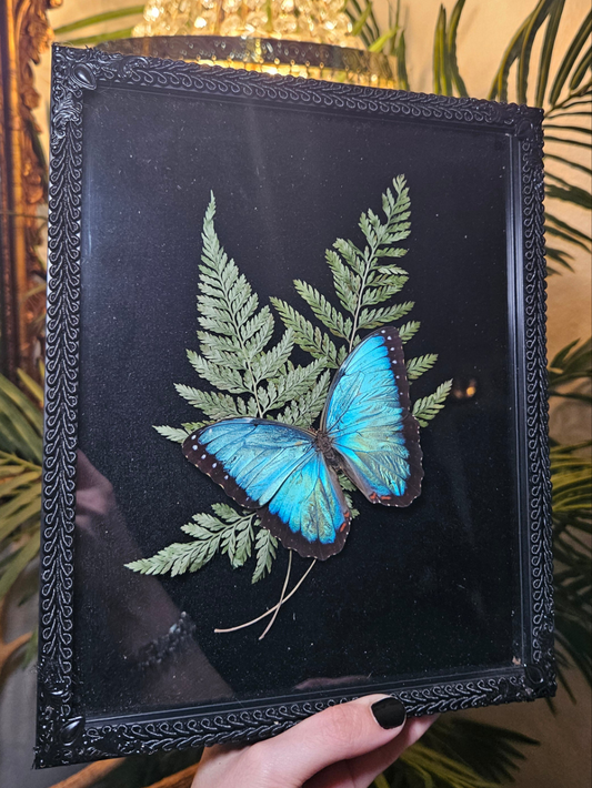 Common blue morpho