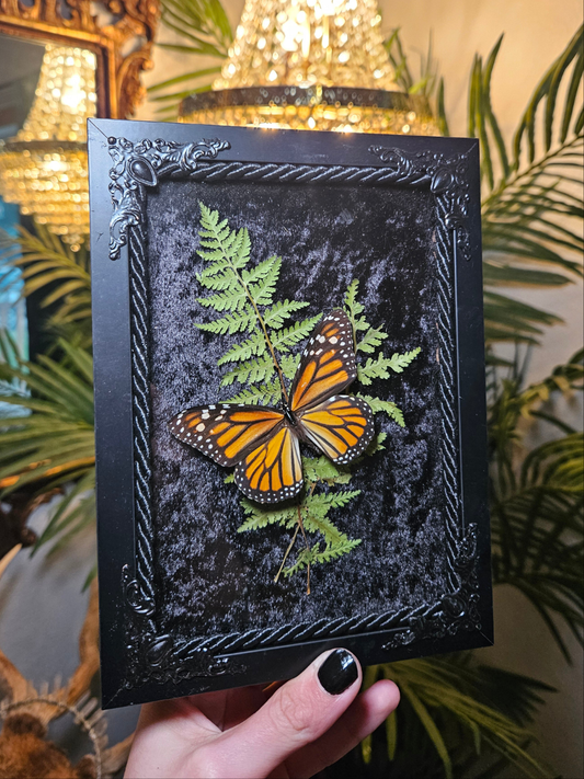 Monarch butterfly