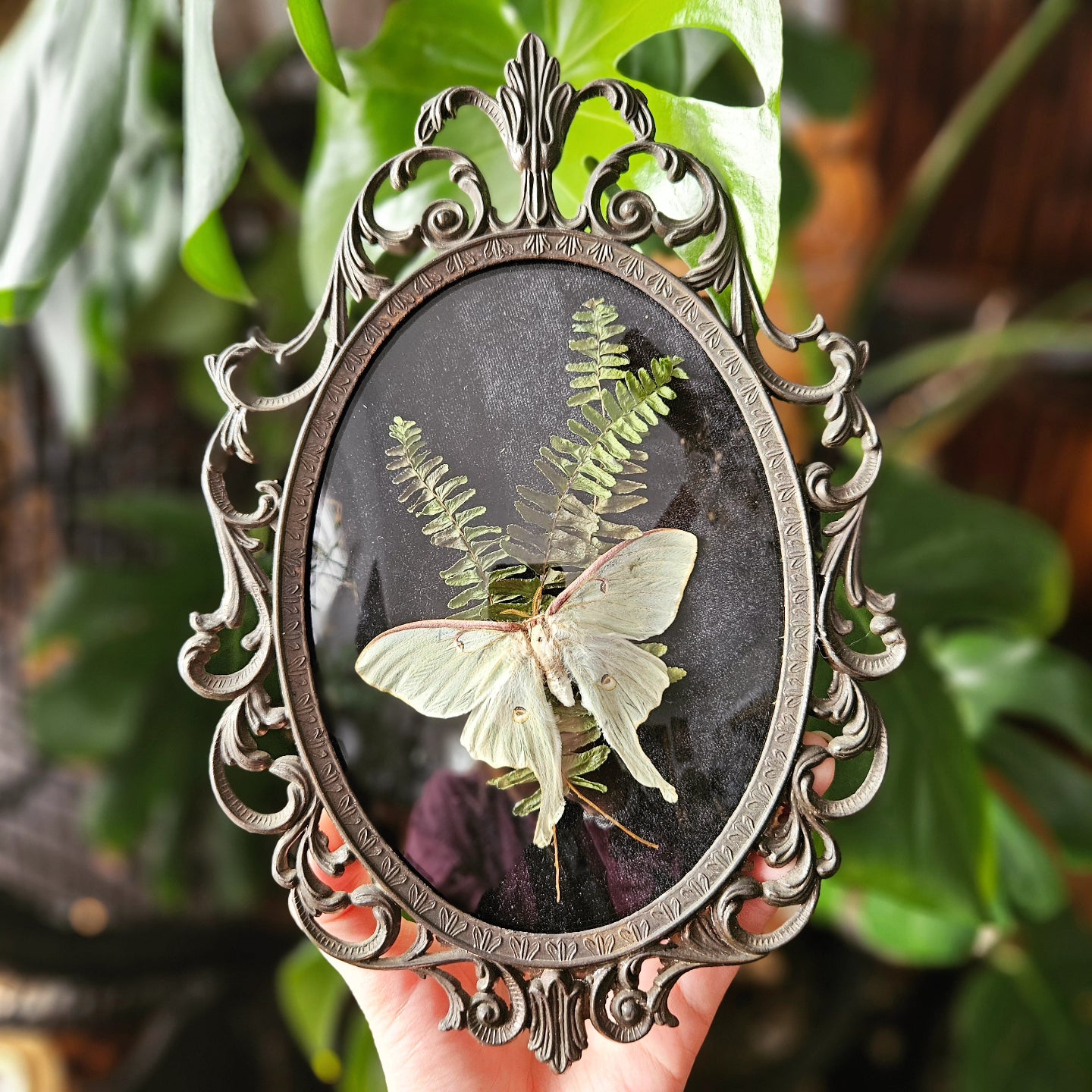 Vintage Luna Moth
