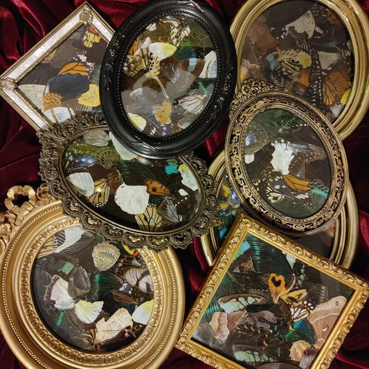 Assorted Framed Butterfly Wings