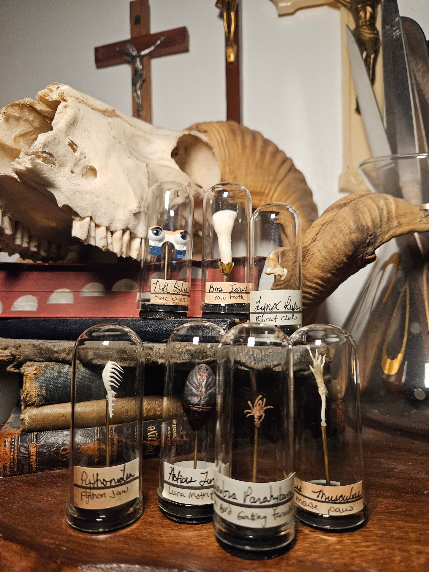 Scientific Mystery Mini Dome