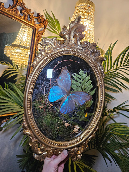 Giant Blue Morpho Dance