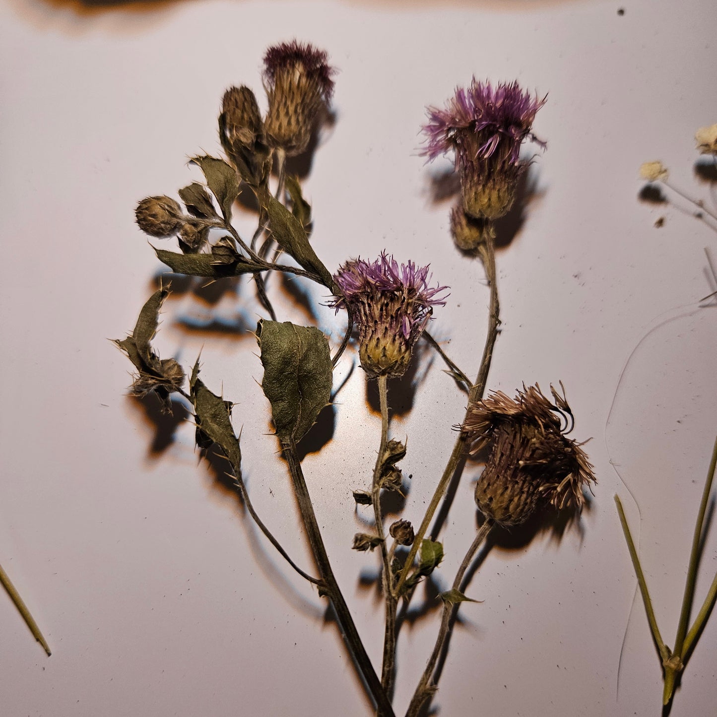 Dried Canadian Thistle