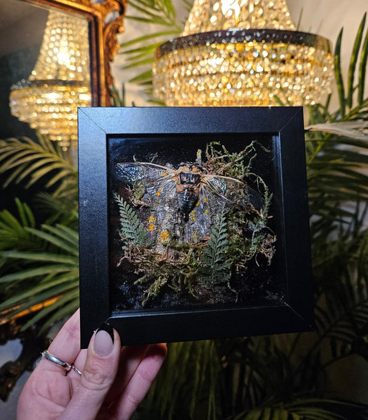 Mini cicada Camoflauge