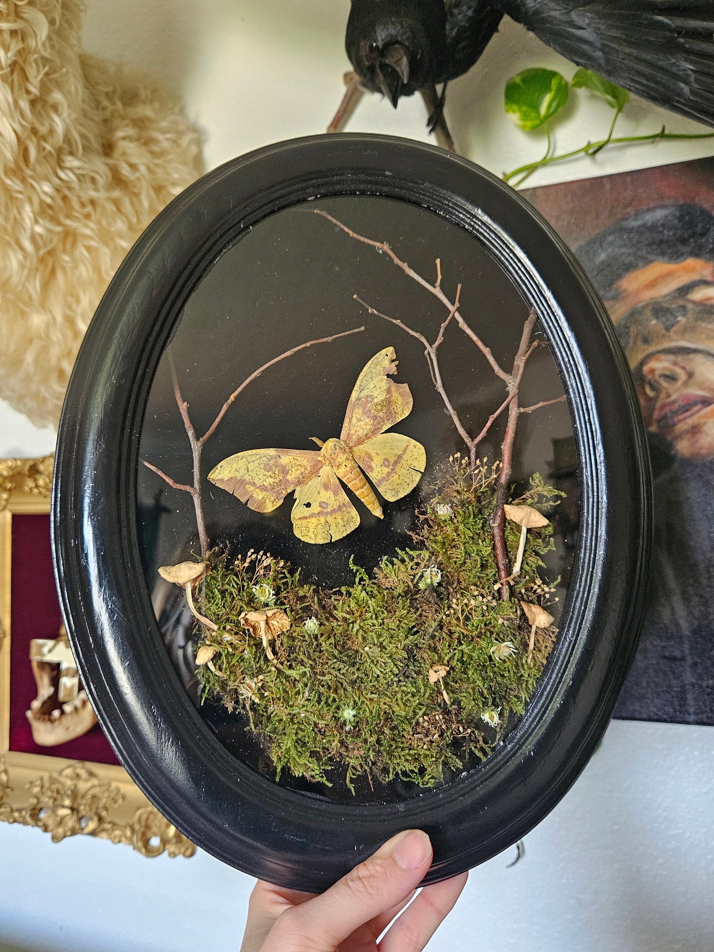Imperial Moth Forest Dance