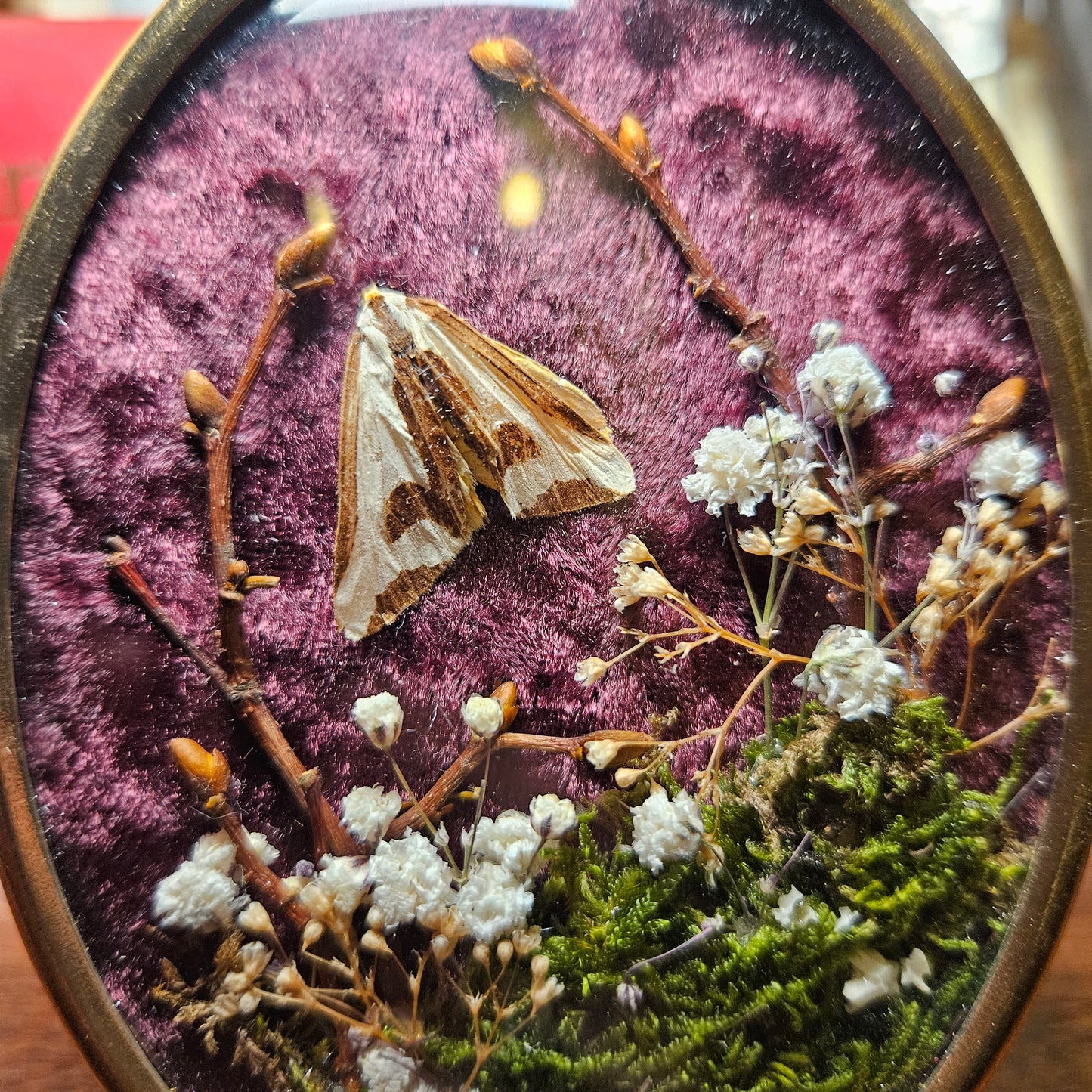 Cross Moth forest