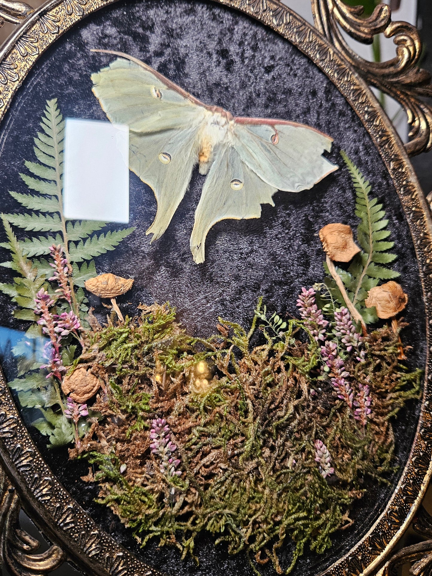 Luna Moth Fairy Garden