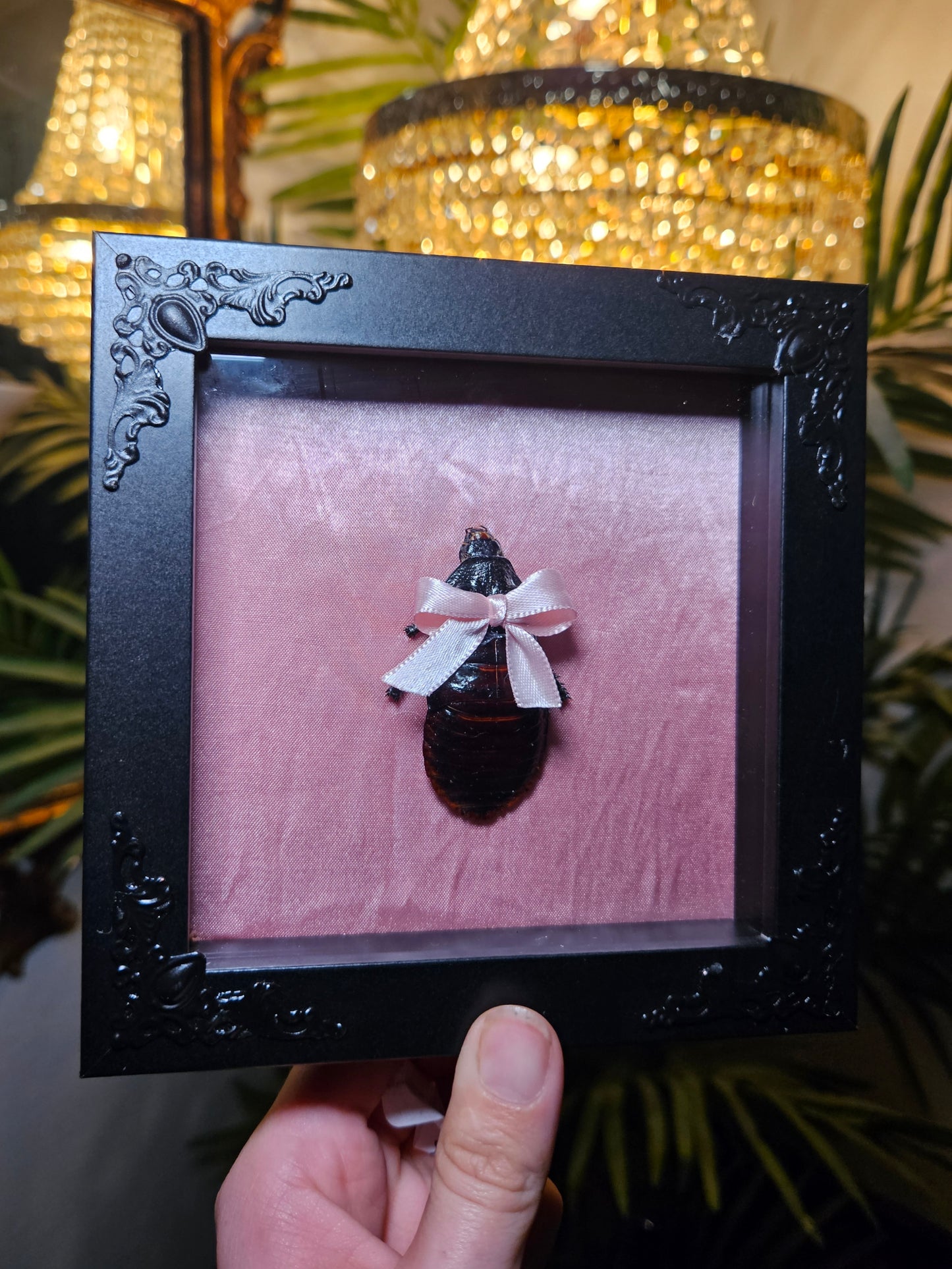 ✨️🎀cocka-roach🎀✨️