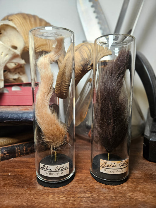 Feral Kitten Tail Curios