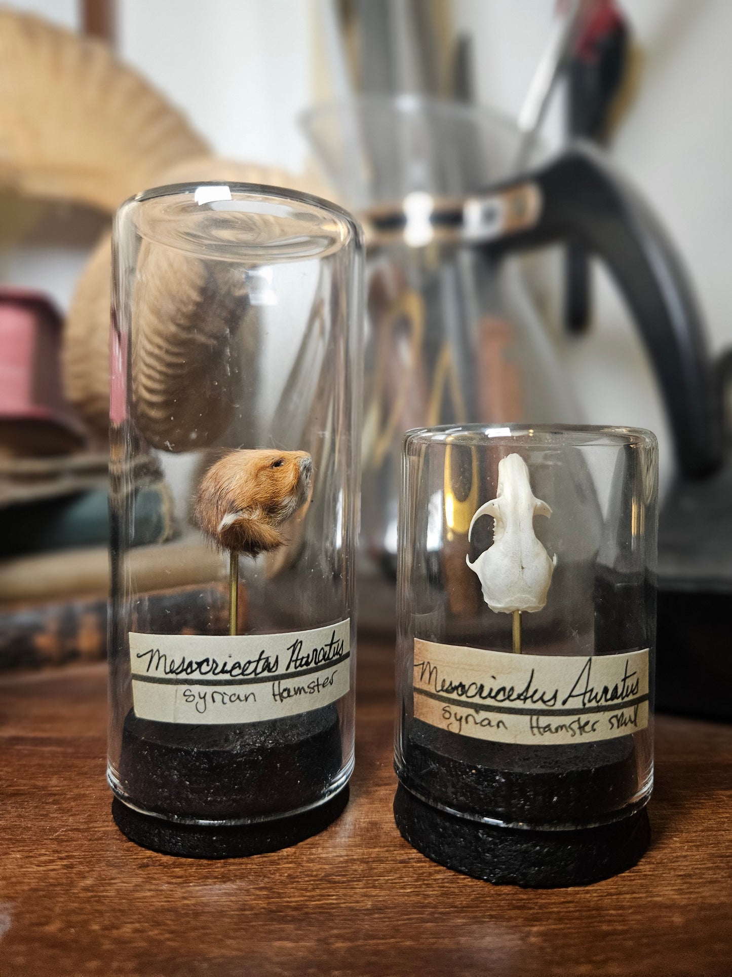 Syrian Hamster Curio Dome