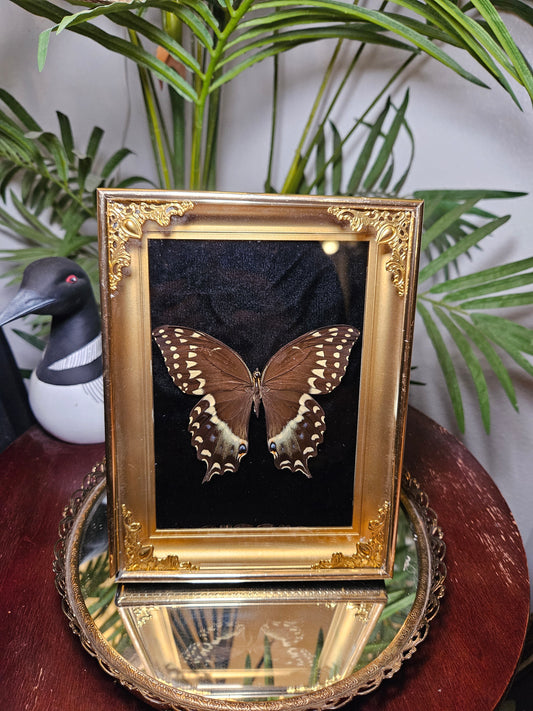 Laurel Swallowtail