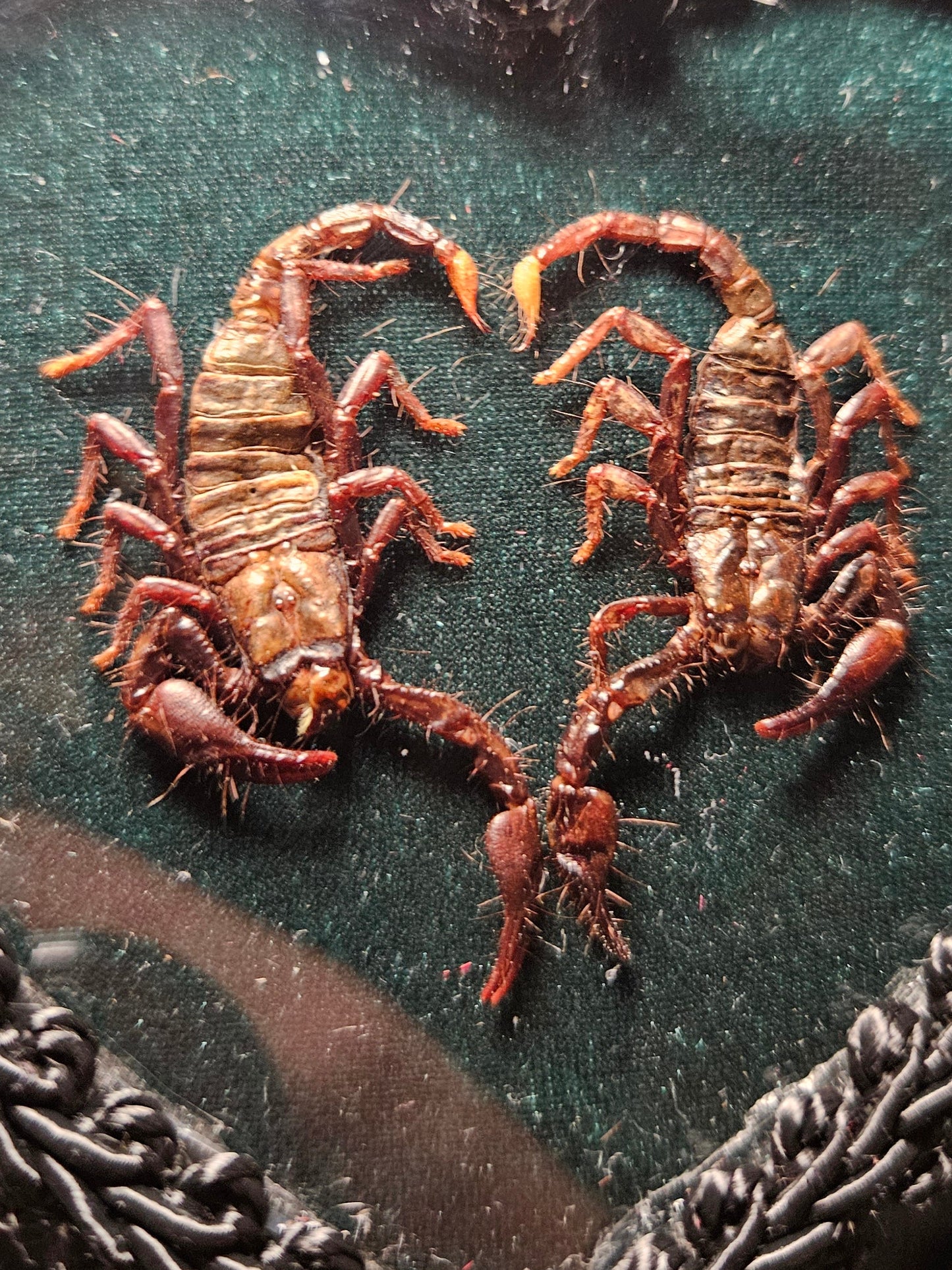 Mini Green Spicy Lovers
