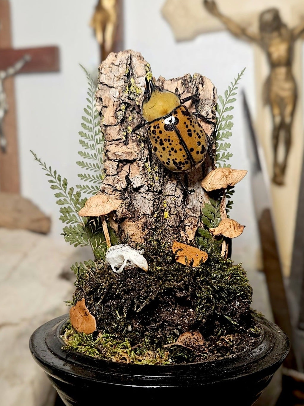 Hercules Beetle Dome