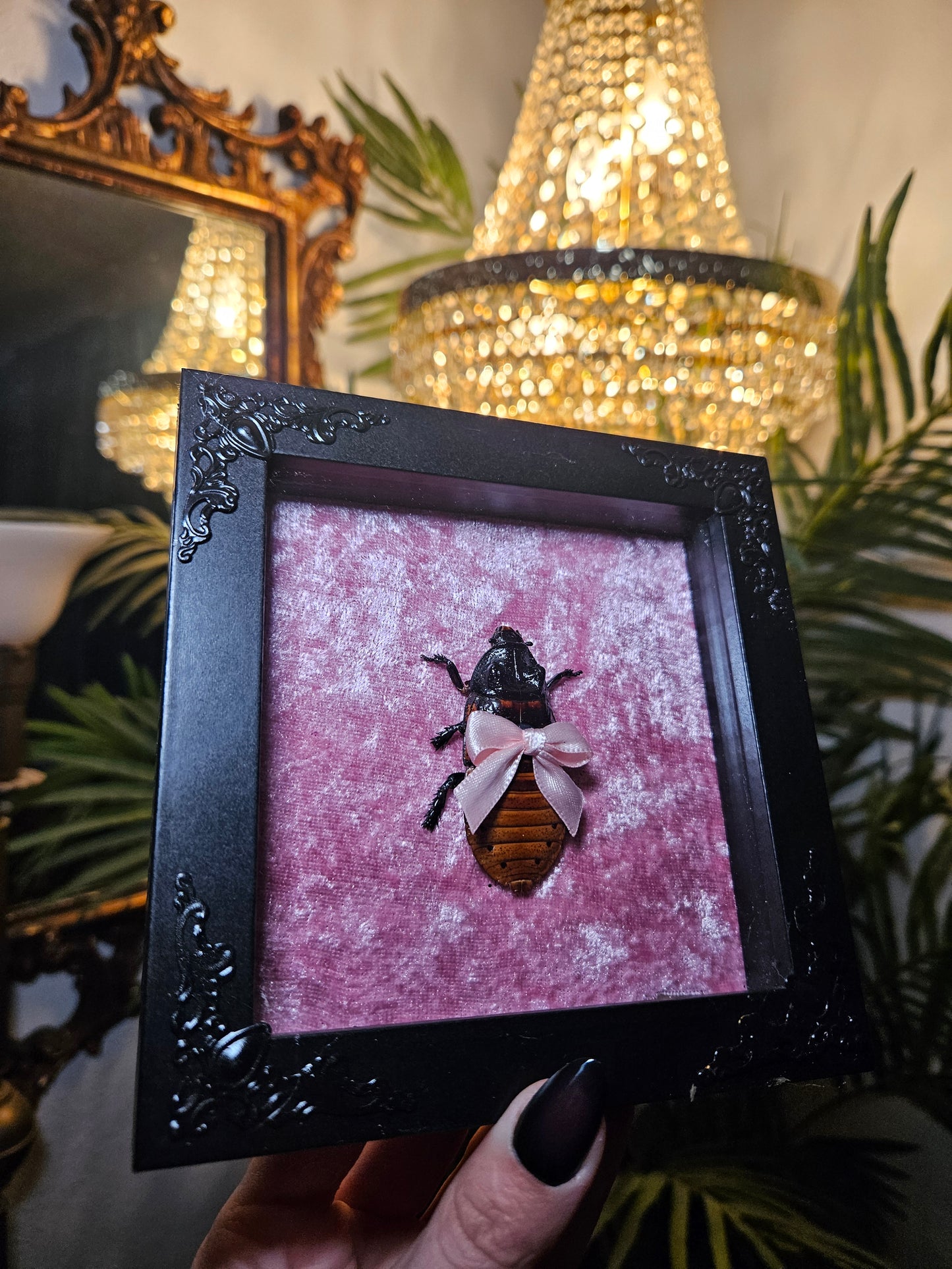 ✨️Biggest Cockaroach✨️