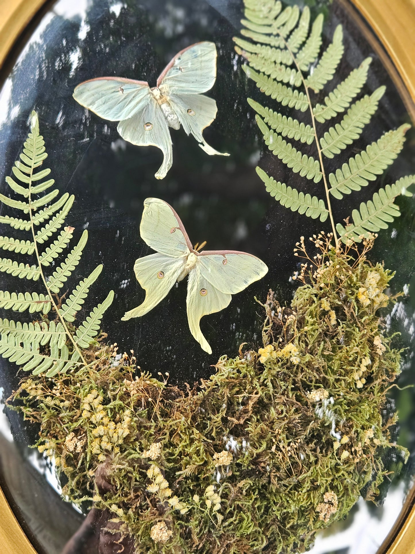 Luna Moth duo Forest