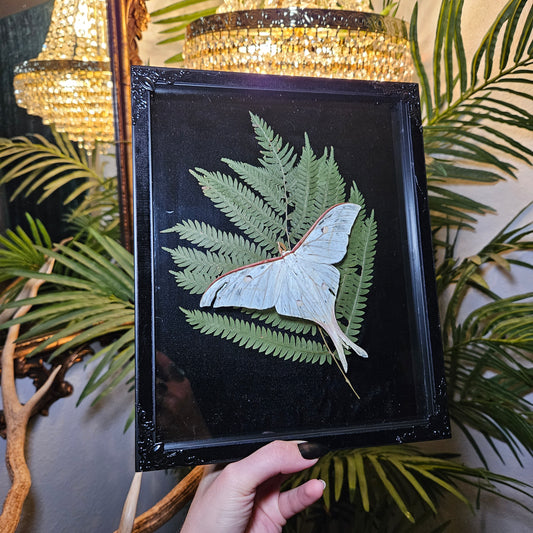 Moon moth Shadowbox