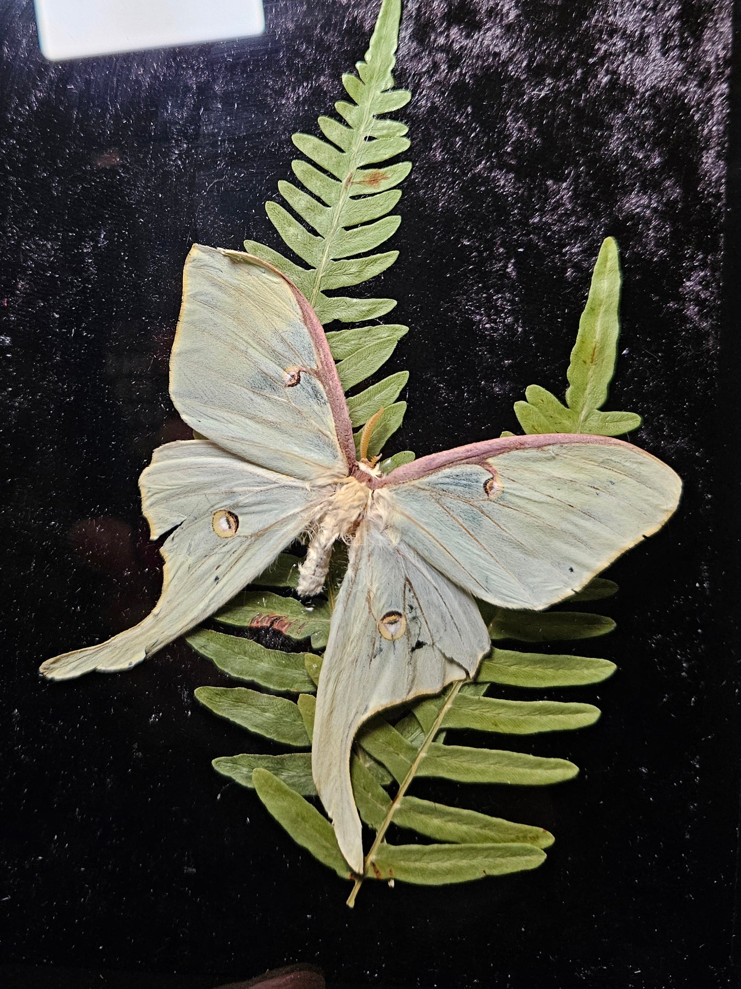Luna Moth Dance