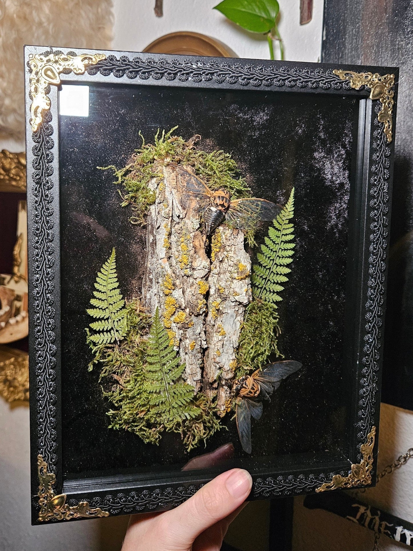 Cicada Duo Eye-Spy