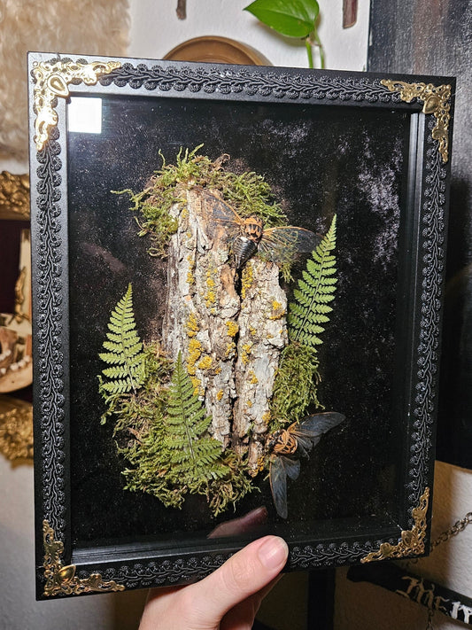 Cicada Duo Eye-Spy
