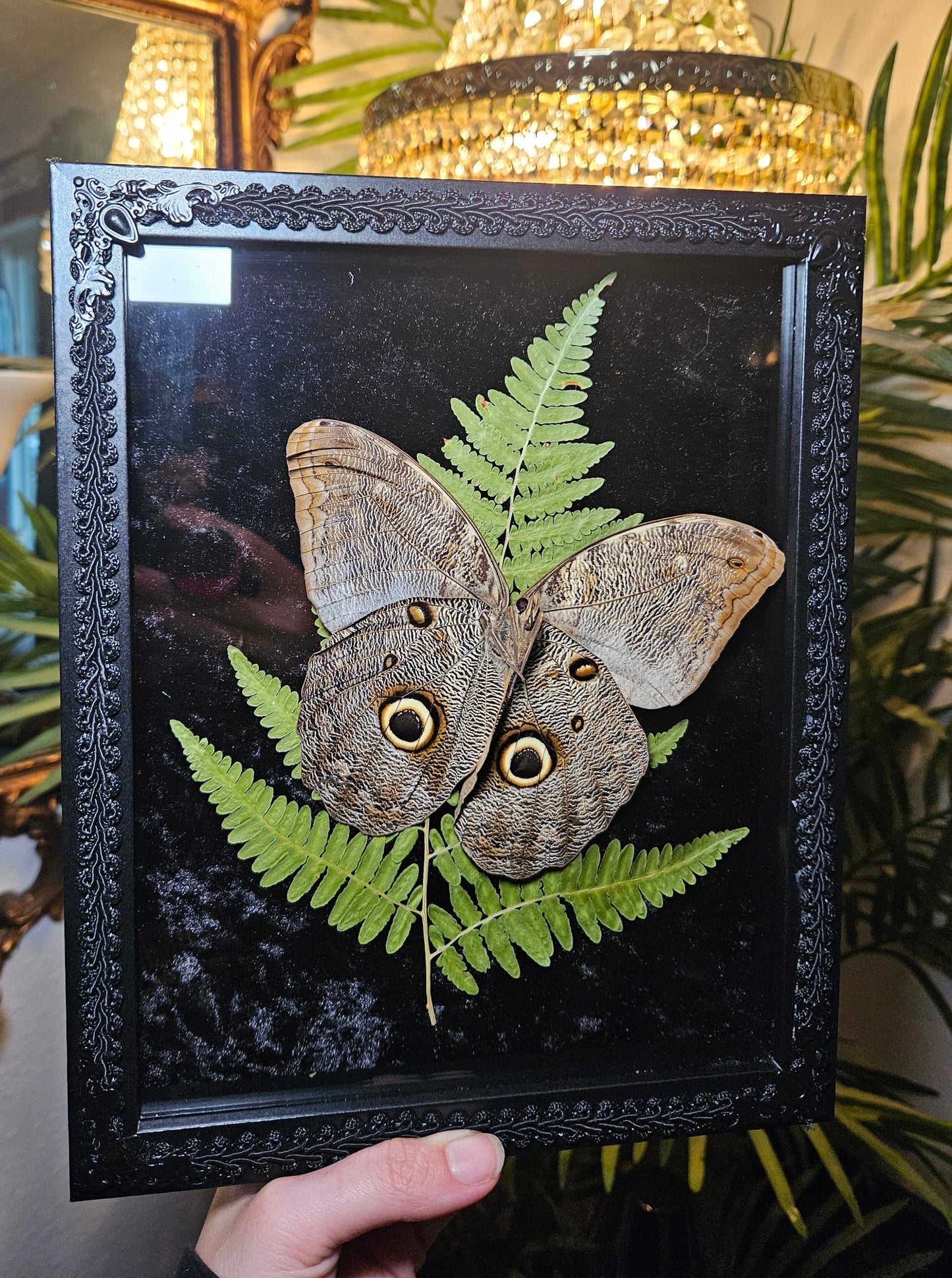 Owl Butterfly Dance