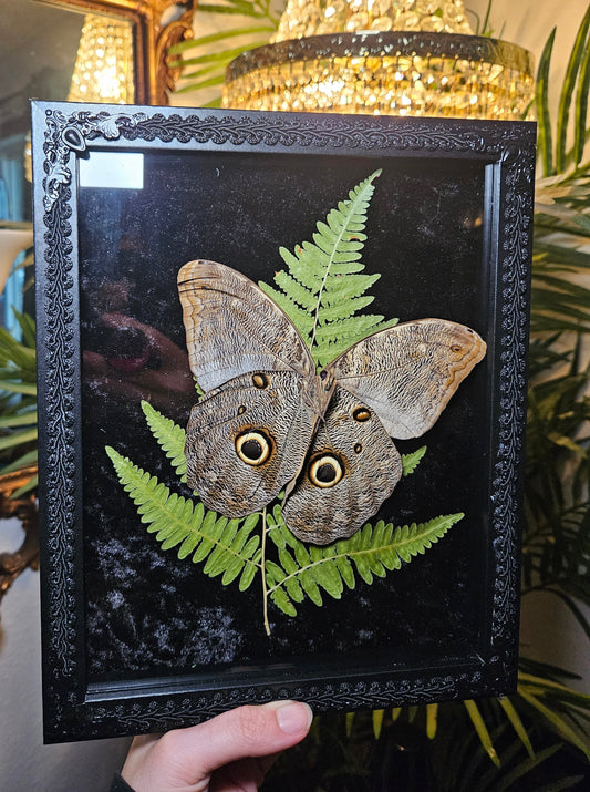 Owl Butterfly Dance