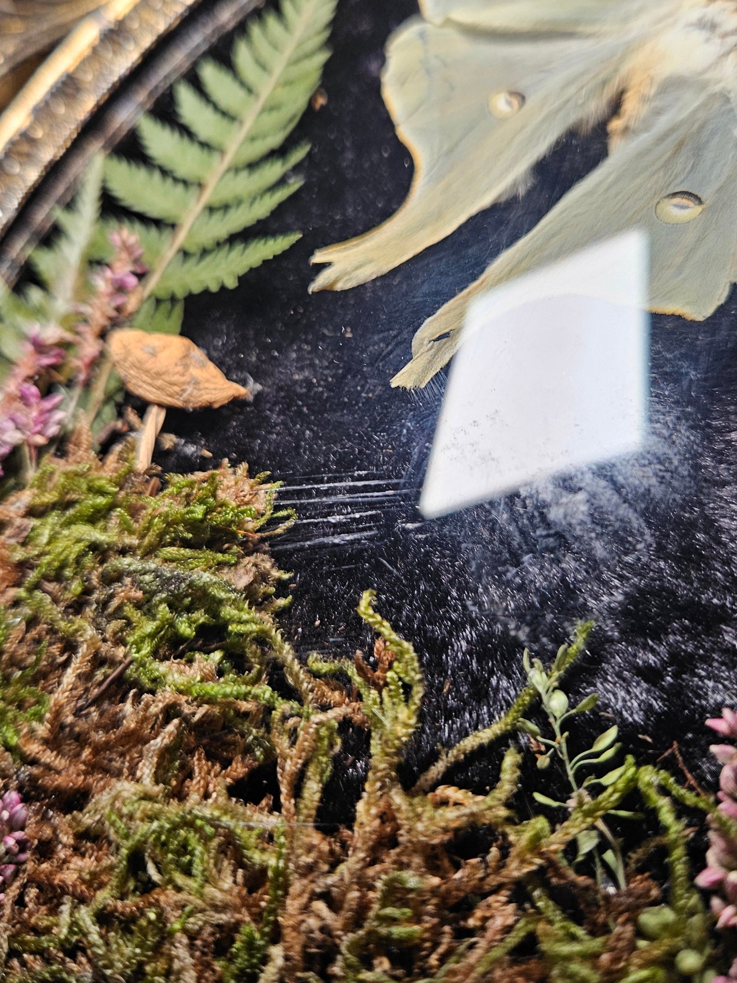 Luna Moth Fairy Garden