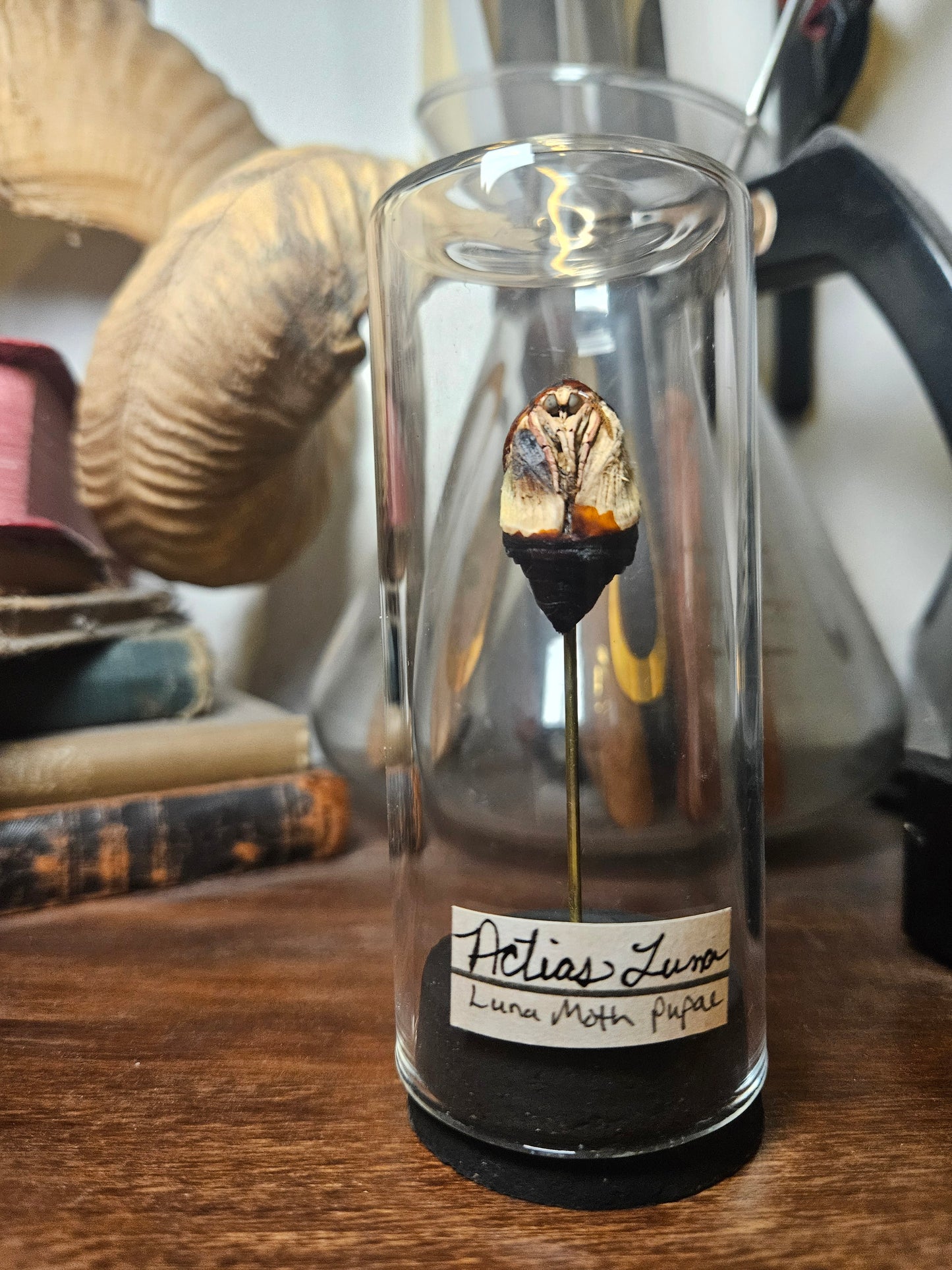 Moth & Butterfly Curio Domes