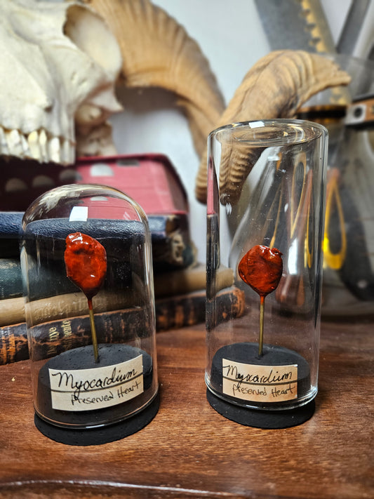 Preserved Heart Curios