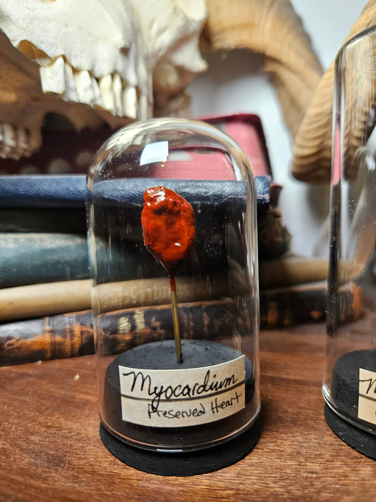 Preserved Heart Curios