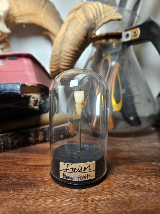 Human Incisor Tooth