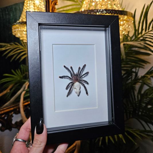 Avic molt & mouse skull shadowbox