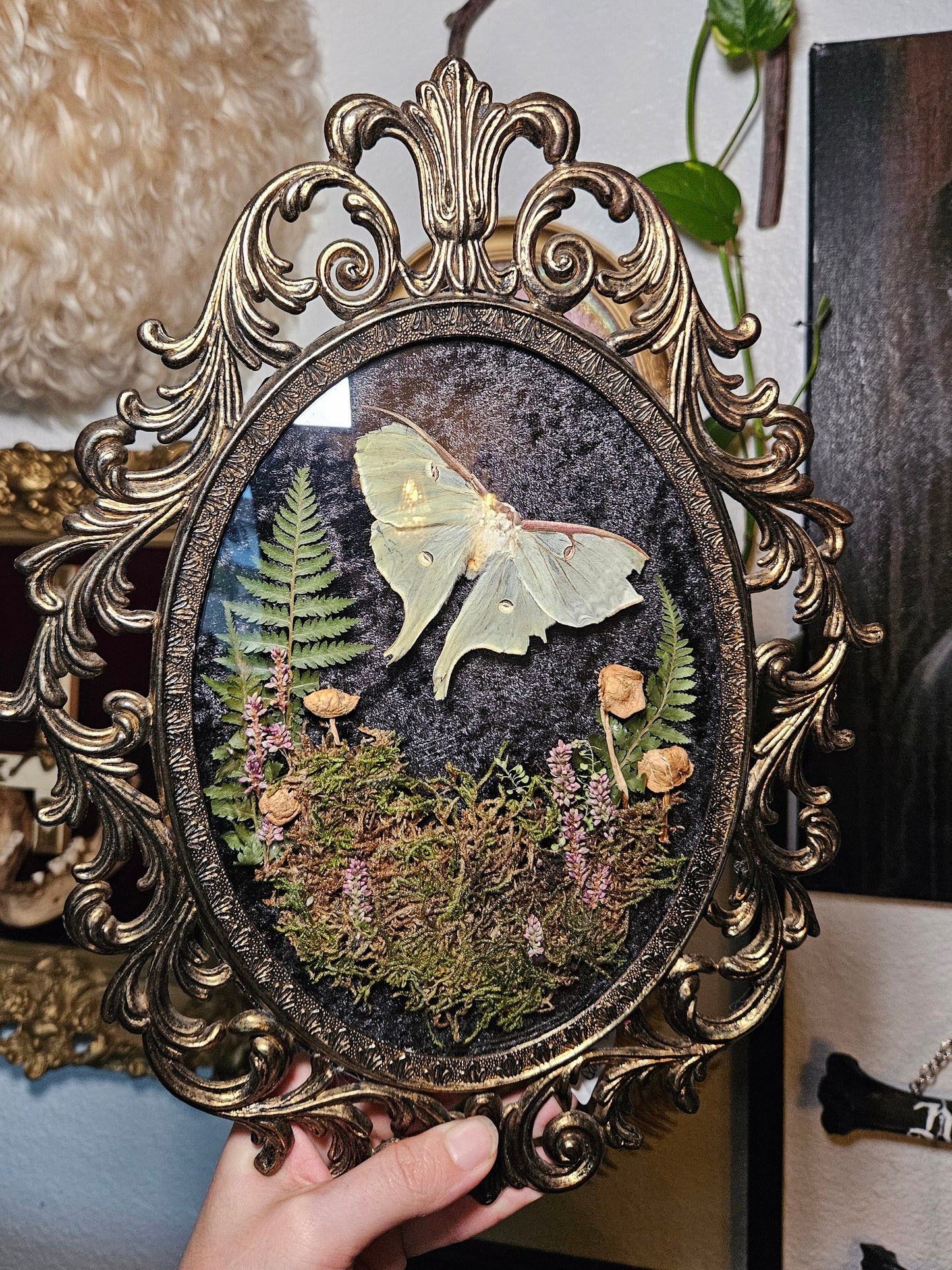 Luna Moth Fairy Garden