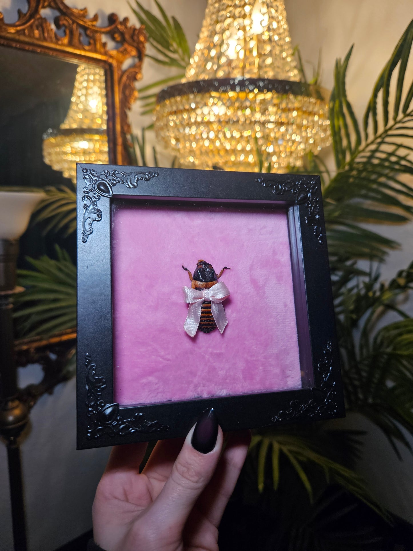 ✨️Little Cockaroach✨️