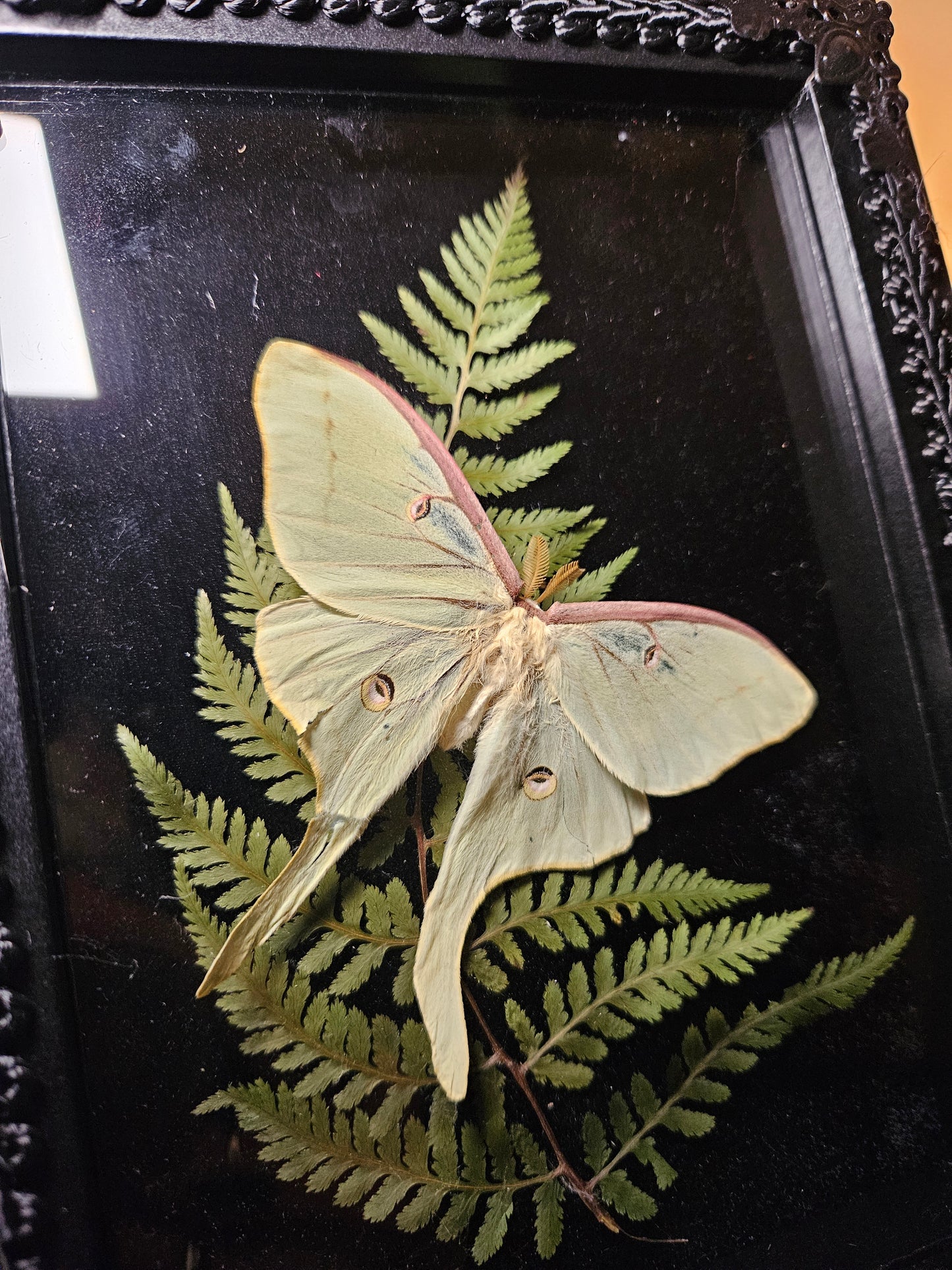 Luna Moth Dance
