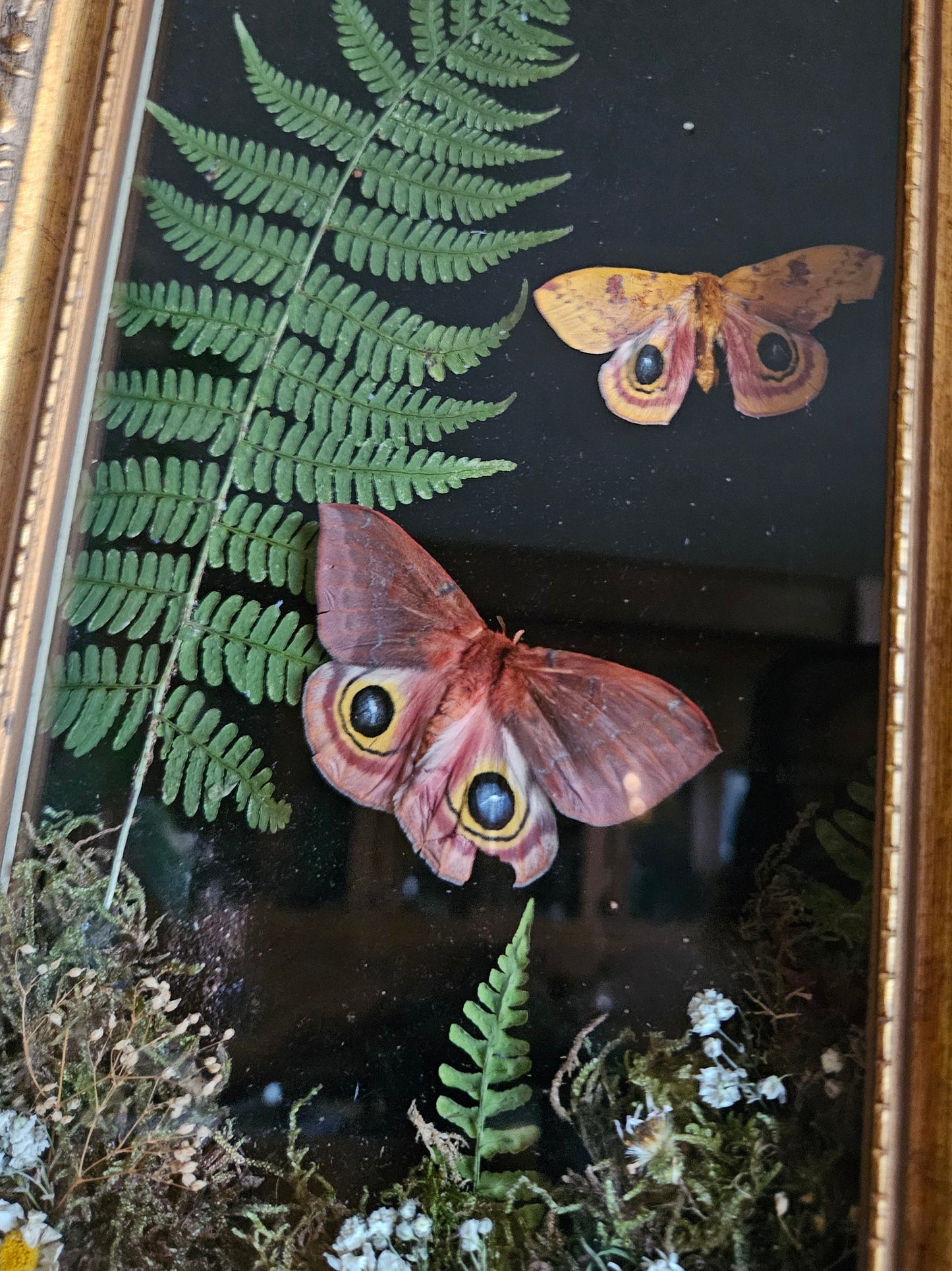 IO Moth Duo Dance