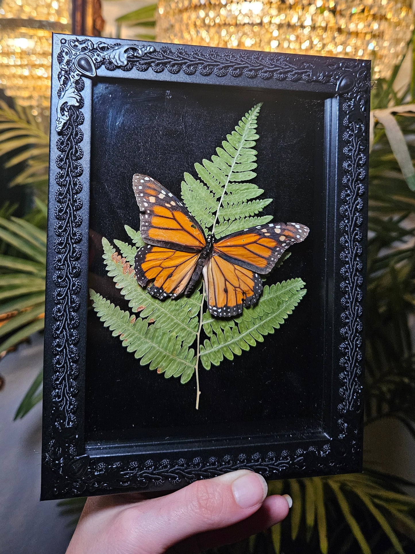 Monarch Butterfly Dance