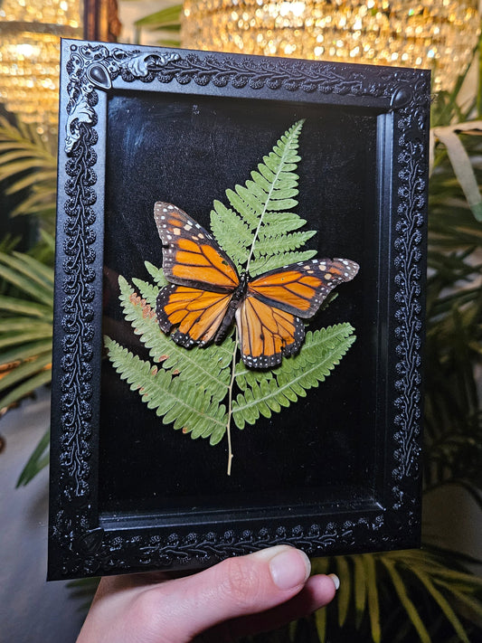 Monarch Butterfly Dance