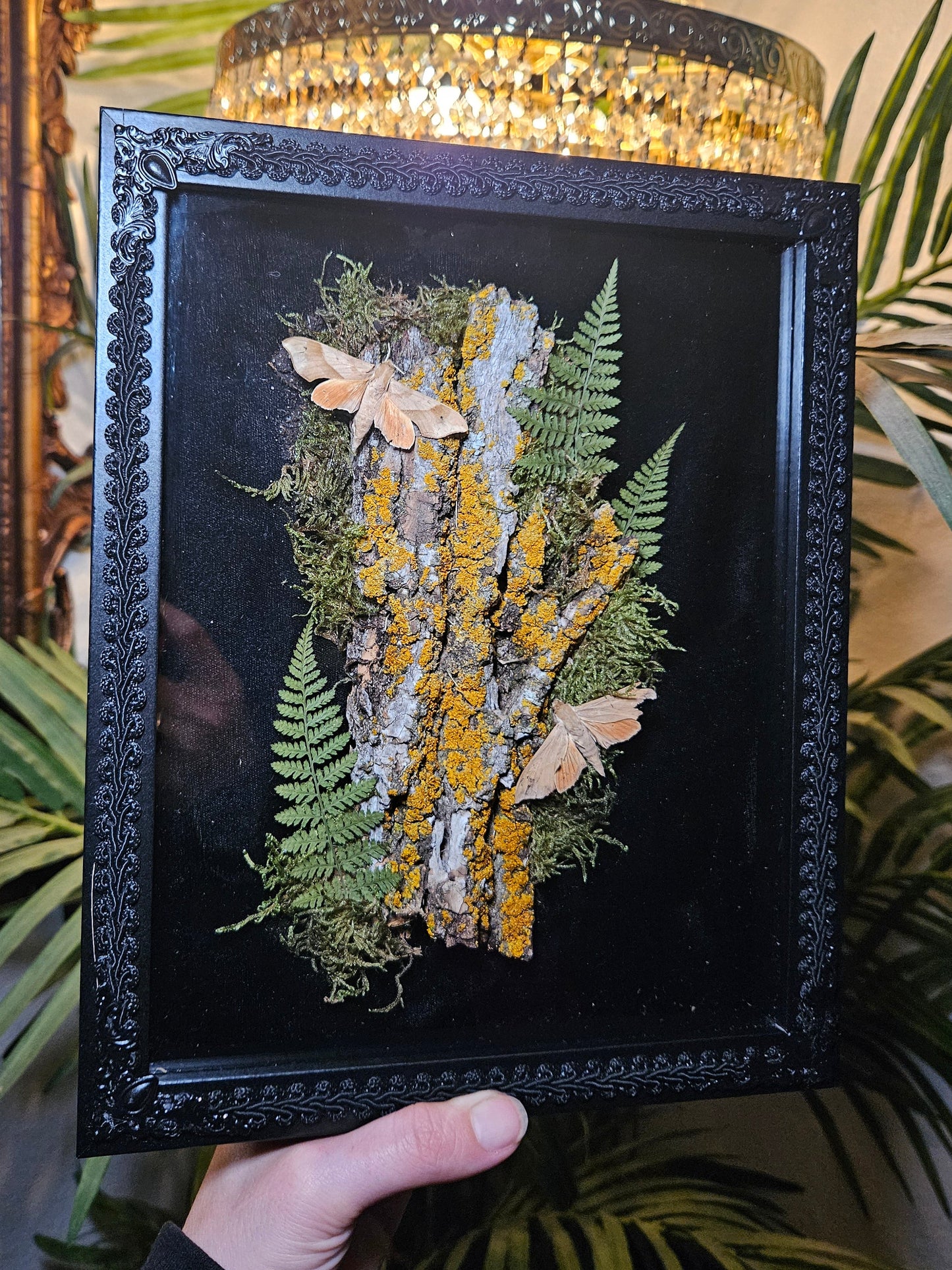 Oak Moth Eye-Spy