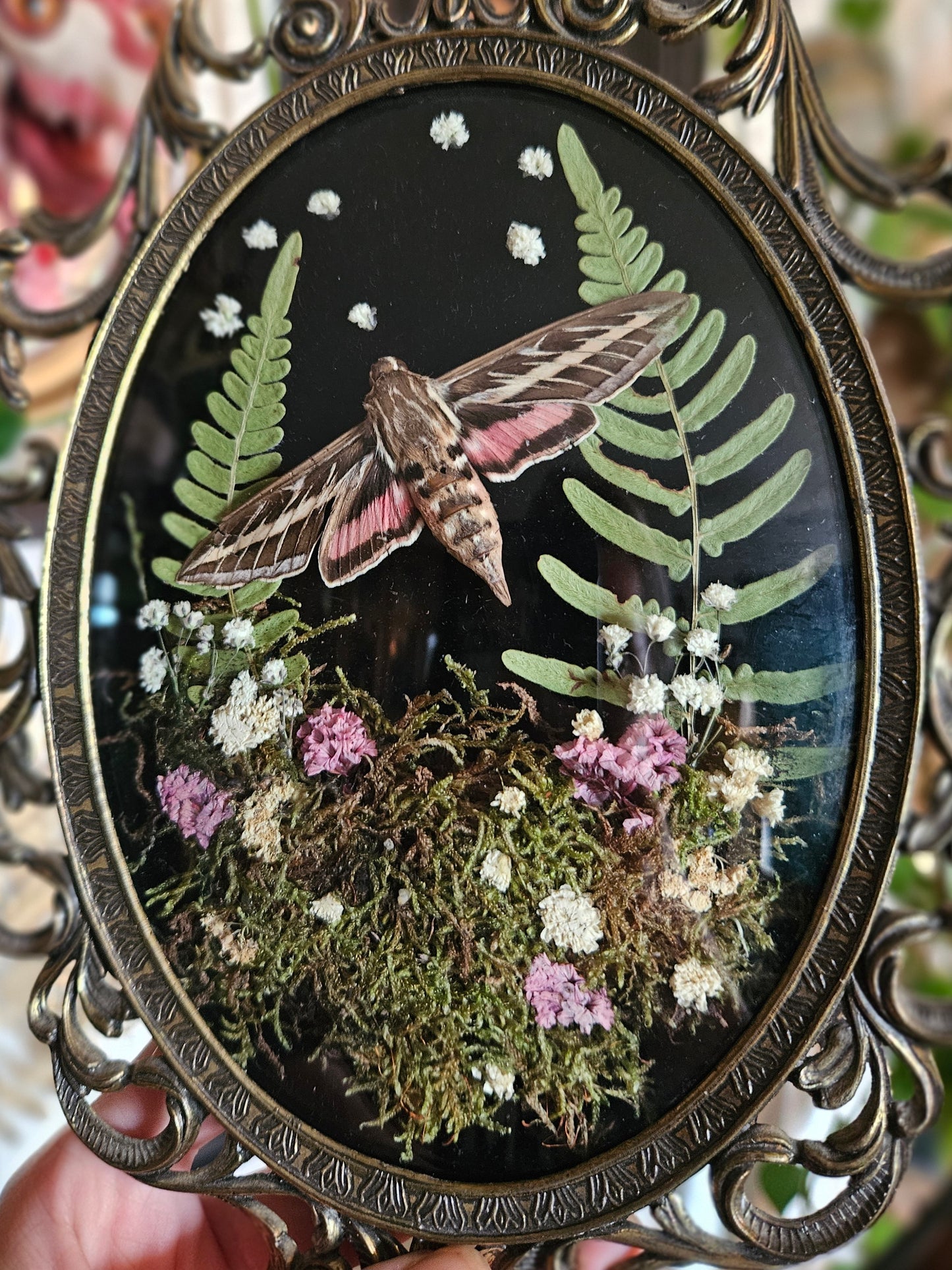 White lined sphinx moth forest