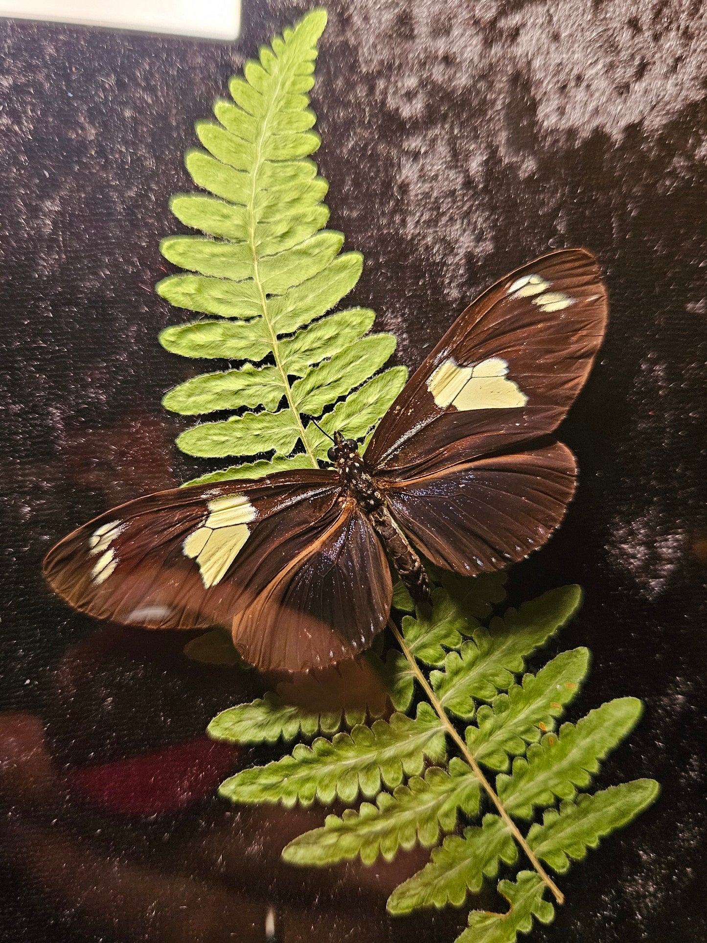 Doris Longwing Butterfly Dance