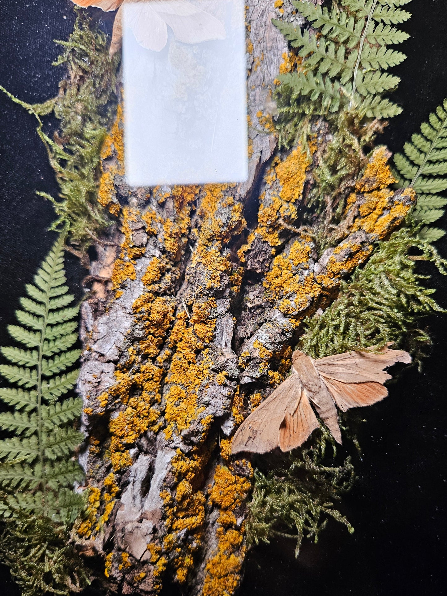Oak Moth Eye-Spy