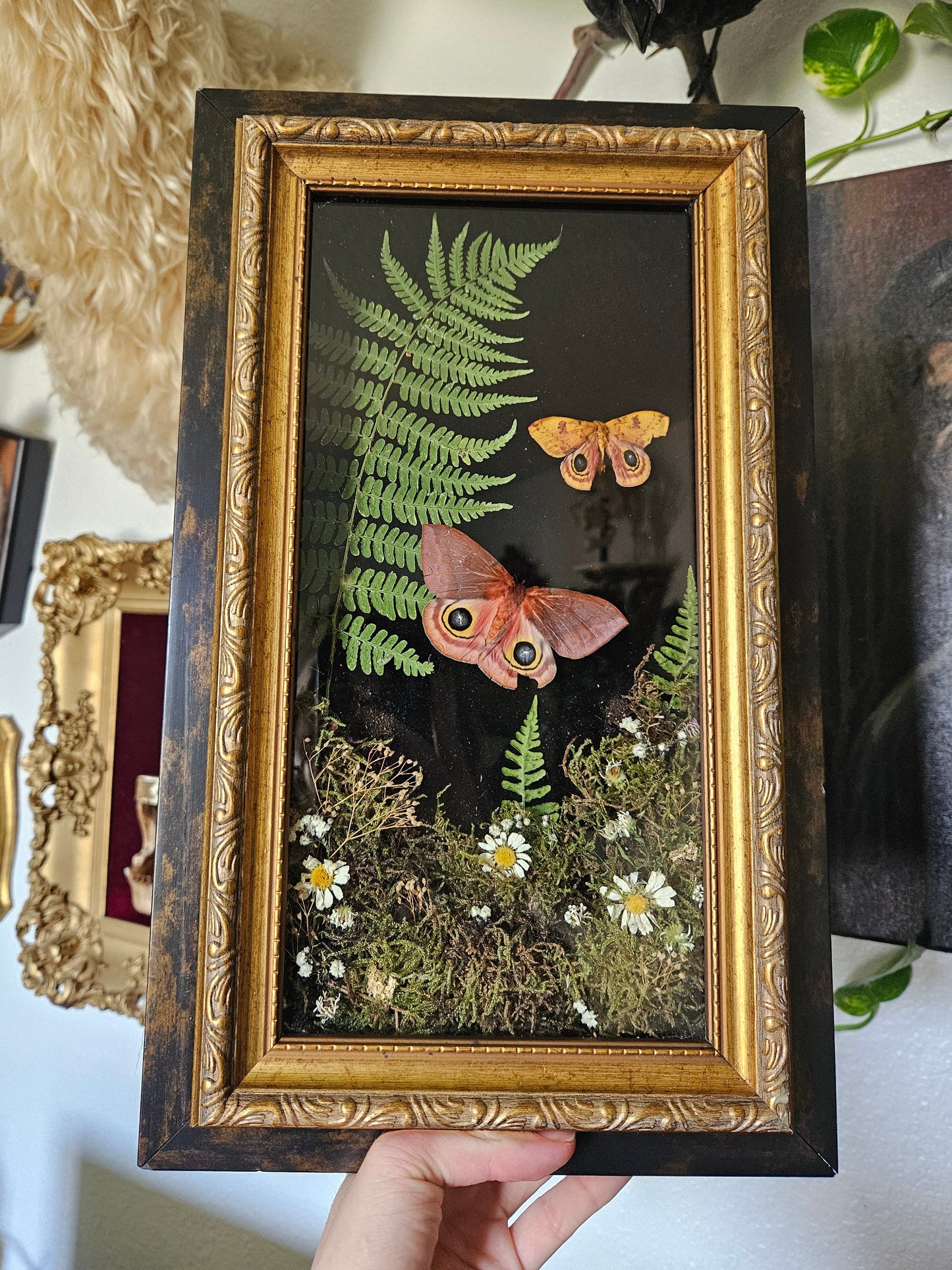 IO Moth Duo Dance