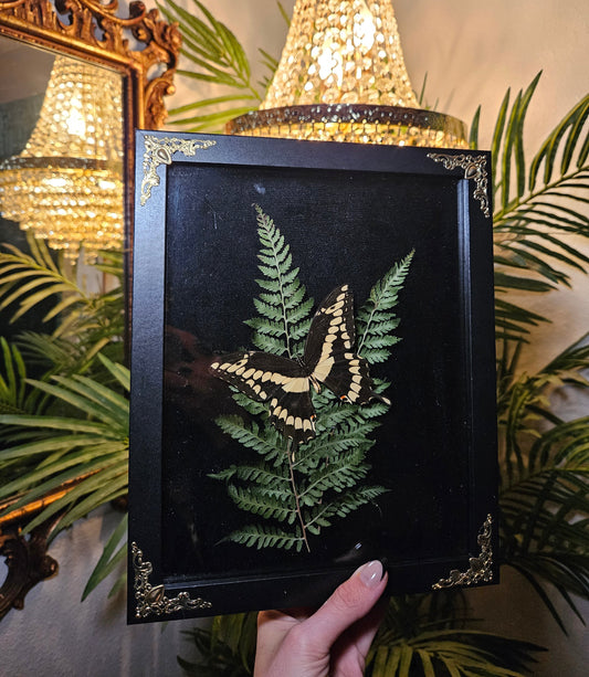 Giant Swallowtail Dance