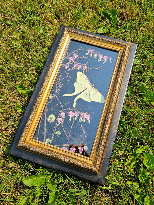 Bleeding heart